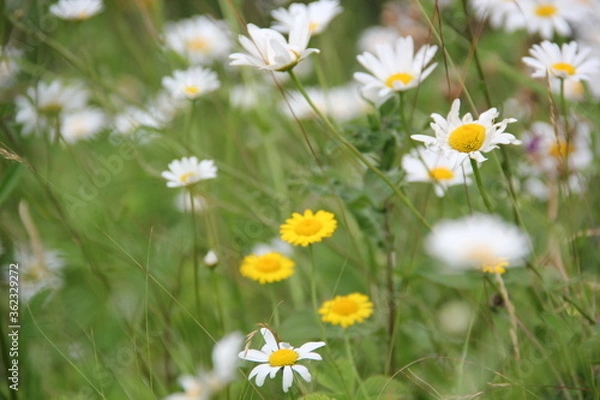 Fototapeta Field of daisies and chamomiles