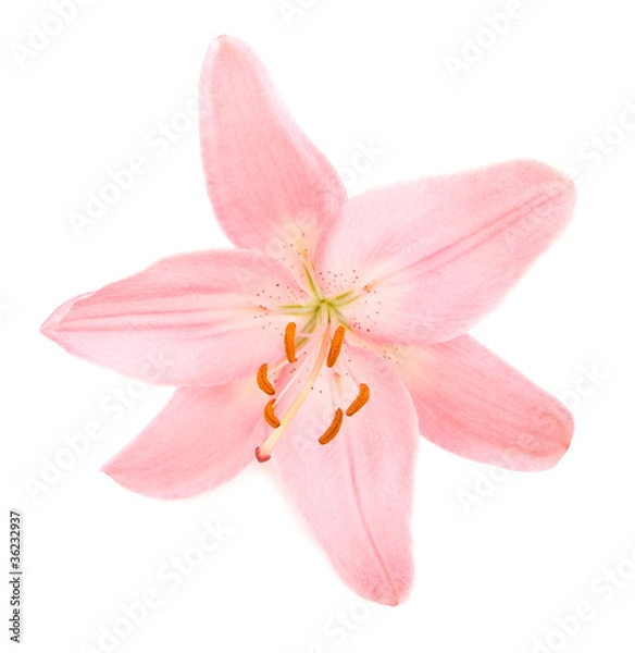 Obraz Pink lily