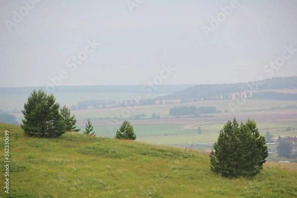Obraz Summer landscape. Russian field. Nature view