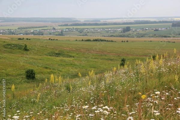 Obraz Summer landscape. Russian field. Nature view