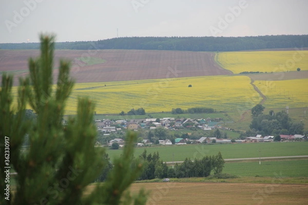 Obraz Summer landscape. Russian field. Nature view