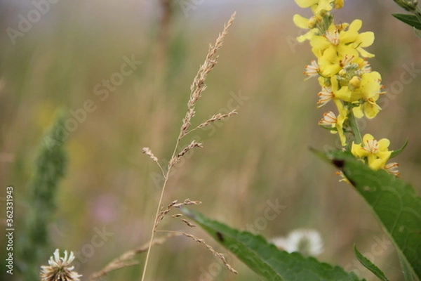 Obraz Background of Wildflowers Field Nature