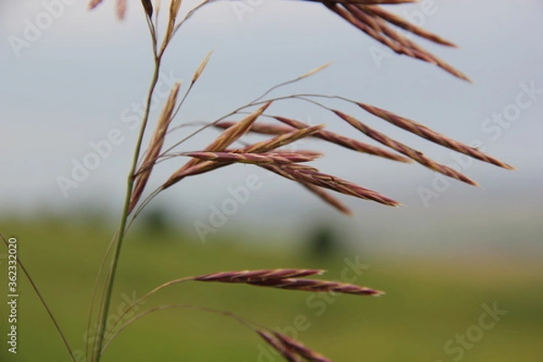 Fototapeta Background of Wildflowers Field Nature