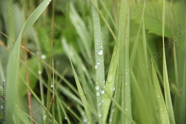 Fototapeta Background of Wildflowers Field Nature