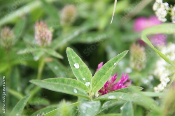 Fototapeta Background of Wildflowers Field Nature