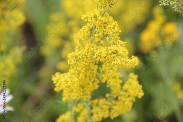 Fototapeta Background of Wildflowers Field Nature