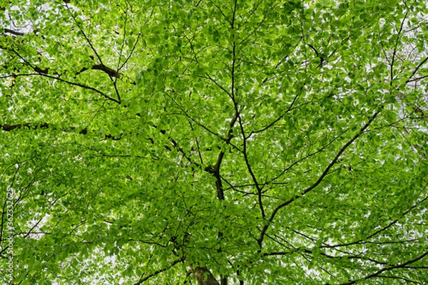 Fototapeta Eksplozja zieleni