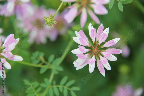 Fototapeta Background of Wildflowers Field Nature