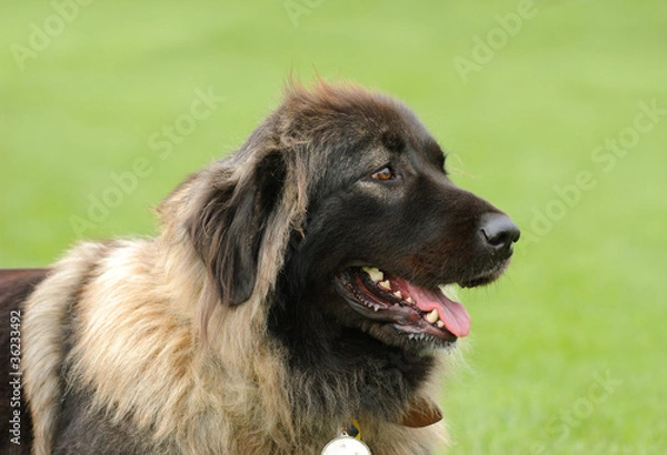 Obraz Caucasian Shepherd Dog