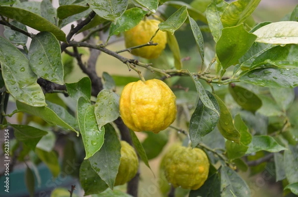 Fototapeta lemons on tree