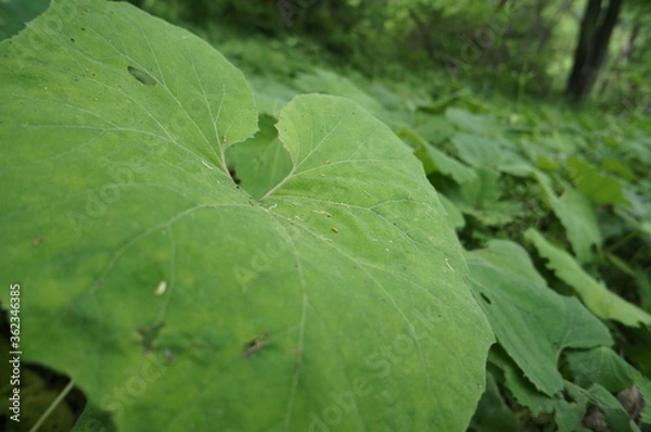 Fototapeta ヤマブキ