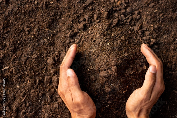 Obraz Fertile loam is suitable for planting trees.