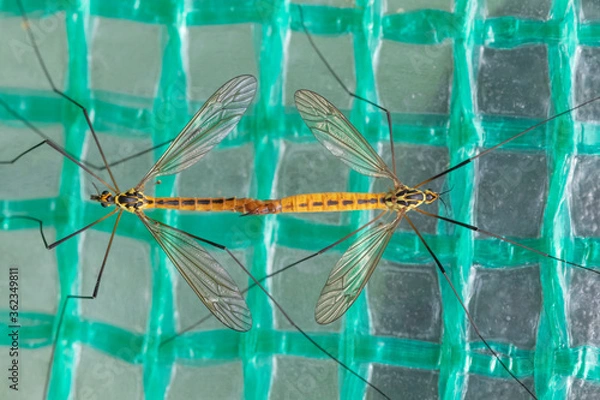 Obraz crane flies mating
