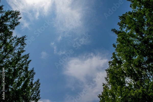 Obraz 初夏の青空