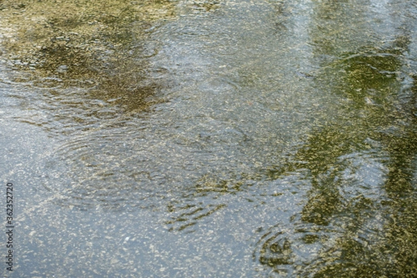 Obraz 梅雨の地面