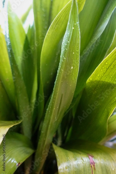 Obraz 鮮やかな緑