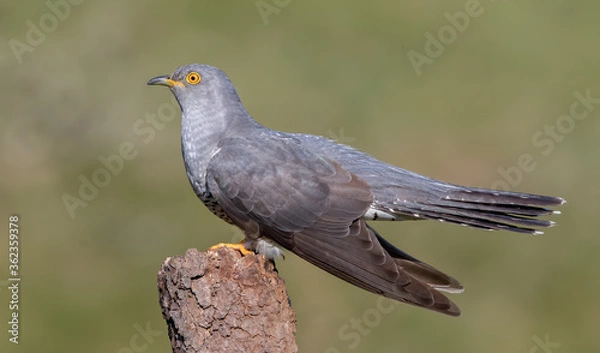 Obraz Cuckoo Perched on Branch
