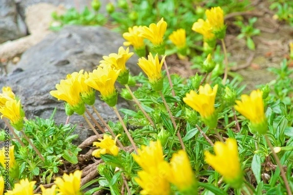 Obraz 野菊　Yellow daisy