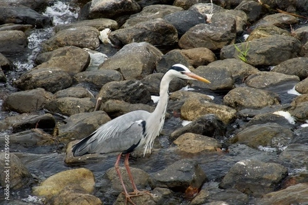 Obraz 青鷺　grey heron in river