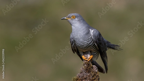 Obraz Cuckoo