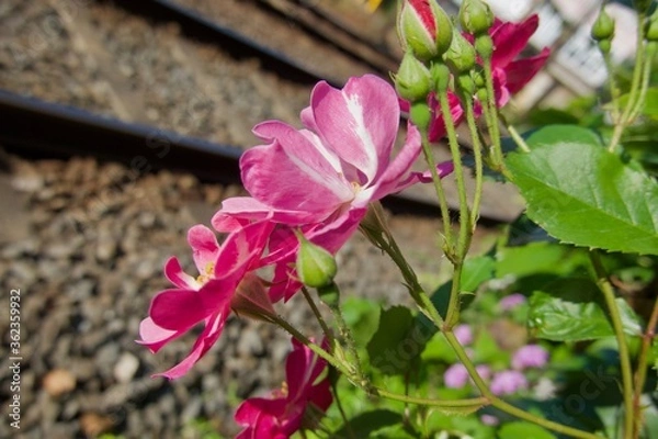 Obraz ローズガーデン