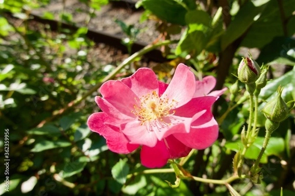 Obraz ローズガーデン