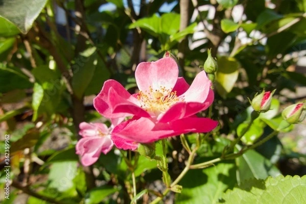 Obraz ローズガーデン