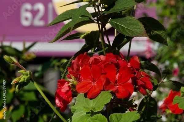 Obraz ニューギニアインパチェンス