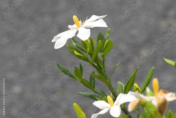 Obraz くちなしの花