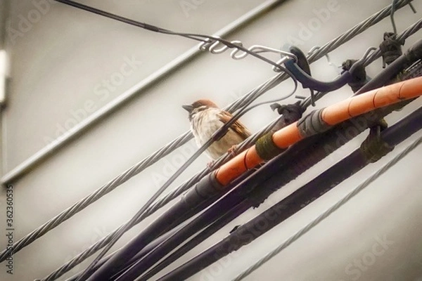 Obraz 電線にスズメ