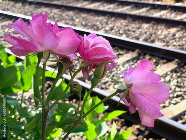 Fototapeta 線路と花