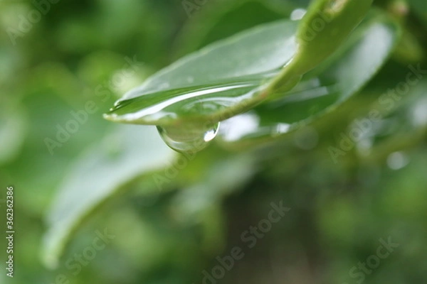 Obraz water drops on a green leaf