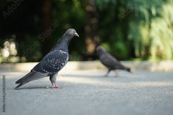 Fototapeta A close-up of a pigeon sideways. In the background, you could see another one walking. 