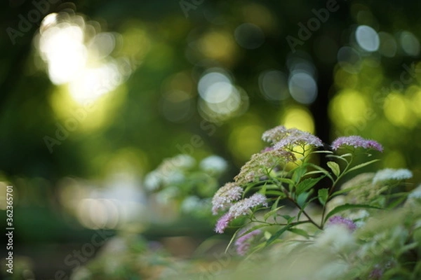 Fototapeta A close-up of a pink and white flower. It is backlit by the sun coming through the trees. The photo is take in a public park in Stara Zagora, Bulgaria.  