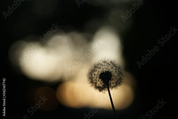 Fototapeta A close-up of the silhouette of a dandelion. The light is coming from behind - either sunset or sunrise.  