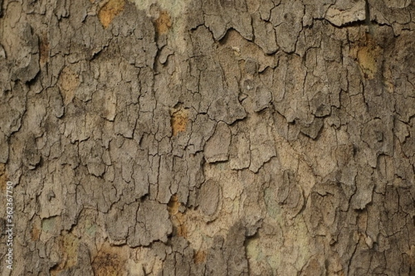 Fototapeta A close-up of a tree bark texture. The tree bark is light and patchy.