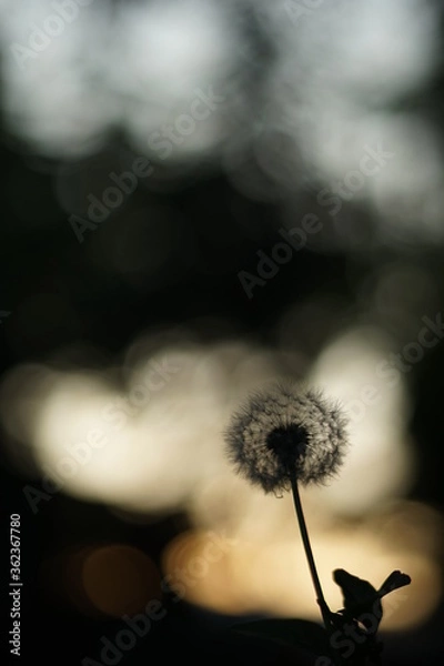Fototapeta A close-up of the silhouette of a dandelion. The light is coming from behind - either sunset or sunrise.  