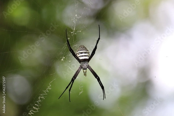 Obraz spider on a web
