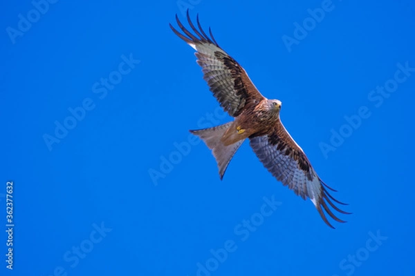 Fototapeta Rotmilan (milvus Milvus)