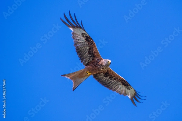 Fototapeta Rotmilan (milvus Milvus)