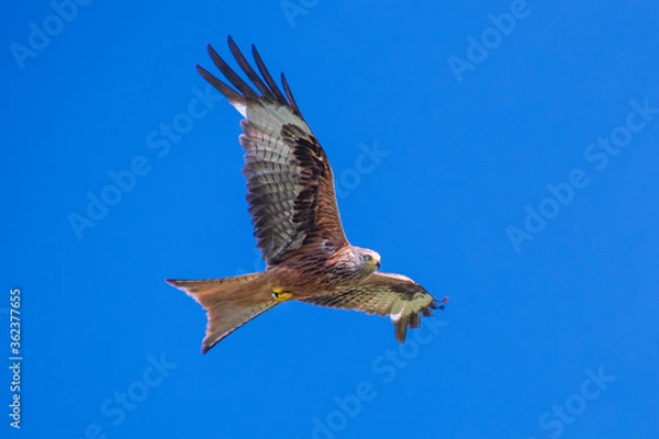 Fototapeta Rotmilan (milvus Milvus)