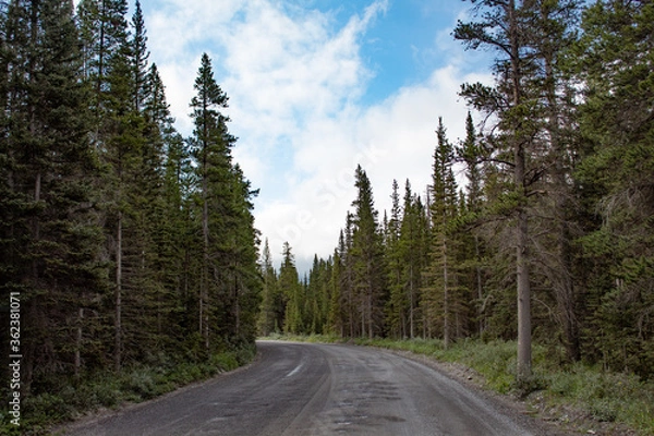 Obraz Forest road trip