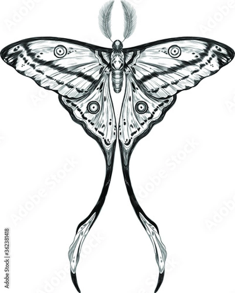 Fototapeta butterfly Madagascar comet sketch black and white the most beautiful butterfly in the world vector illustration
