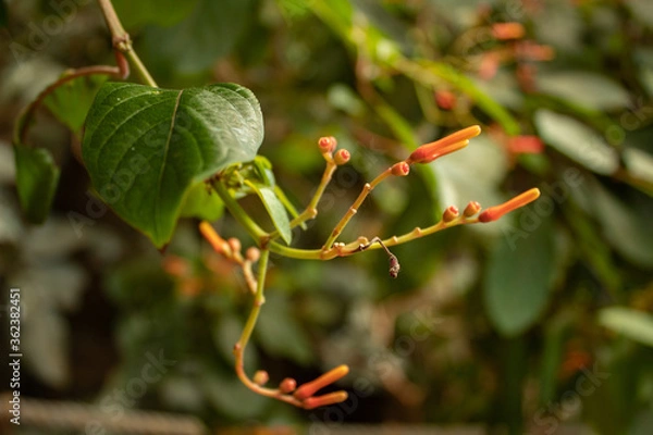 Obraz Flower blossoms