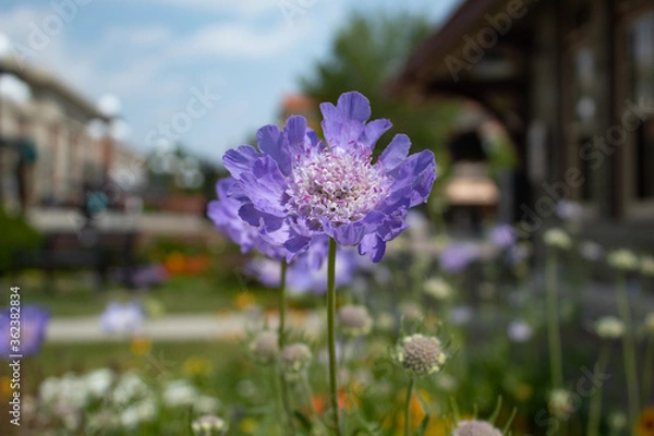 Obraz Lavender flowers in the garden