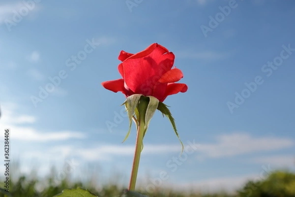 Obraz Little red rose standing over the horizon with a blue sky on the background.
