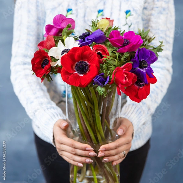 Fototapeta Woman holding red, magenta, pink Papaver rhoeas, Common poppy flower bouquet