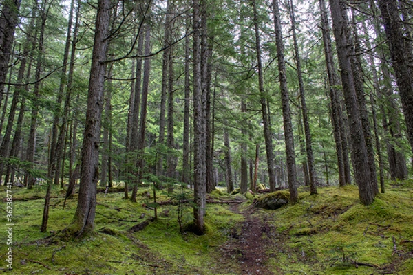 Obraz Green woods with tall trees