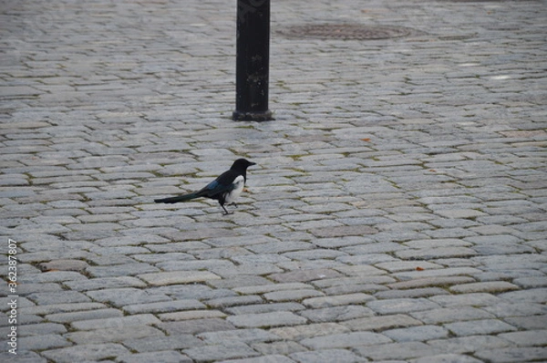 Obraz bird on the road