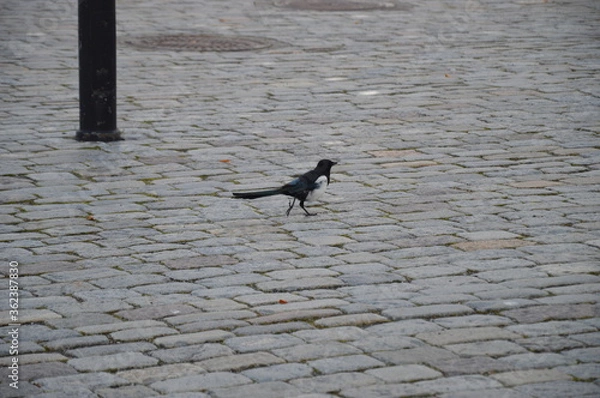 Obraz bird on the road